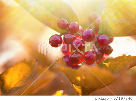 Red viburnum in the nature Red viburnum in the nature 97197240