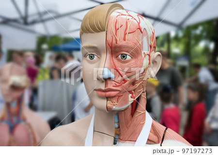 human model of anatomy at a street exhibition human model of anatomy at a street exhibition 97197273