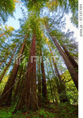 Vertical of large Redwood forest with giant tree trunks 97197484