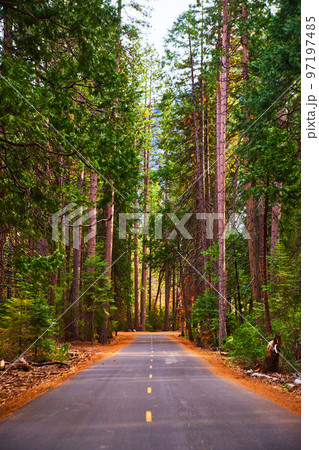 Vertical of beautiful pine tree forest with paved road down center Vertical of beautiful pine tree forest with paved road down center 97197485