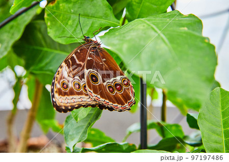 Stunning Owl Butterfly with brown spots Stunning Owl Butterfly with brown spots 97197486