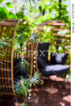 Succulent plants hanging with two chairs in background Succulent plants hanging with two chairs in background 97197488