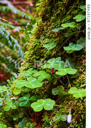 Vertical of clovers up close on mossy tree trunk 97197489
