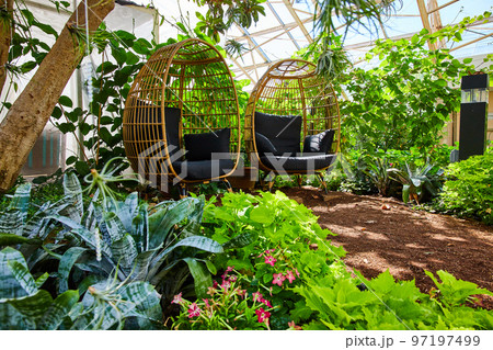 Two chairs peacefully sitting in lush gardens of greenhouse 97197499