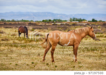 Two horses relaxing on farm next to mountains Two horses relaxing on farm next to mountains 97197500