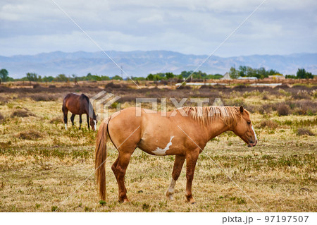 Two horses resting in field with mountains in background Two horses resting in field with mountains in background 97197507