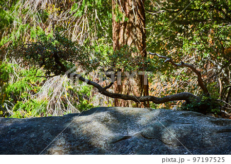 Unique tree floating off boulder in forest 97197525