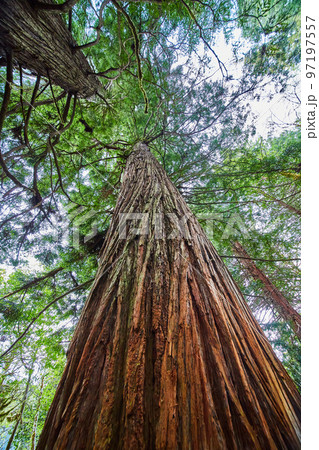 View looking up at ancient and colorful Redwood tree in lush spring forest 97197557