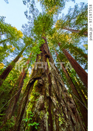 View looking up at huge Redwood forest tree View looking up at huge Redwood forest tree 97197558