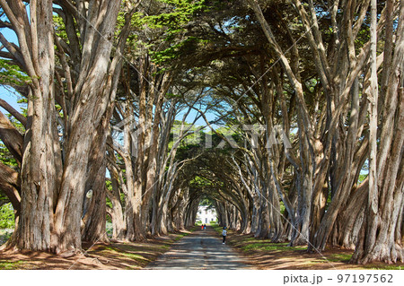 View down Cypress Tree Tunnel on west coast View down Cypress Tree Tunnel on west coast 97197562