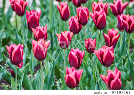 Vibrant purple and pink flowers in field of spring tulips Vibrant purple and pink flowers in field of spring tulips 97197563
