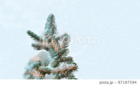 fir branch covered with snow as background. Pine branches in the frost. Christmas minimal concept. Merry Christmas and Happy New Year Holidays greeting card, frame, banner, cover, mockup 97197594