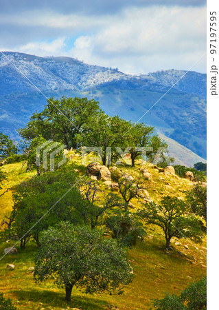 Vibrant spring landscape in mountains with large green trees Vibrant spring landscape in mountains with large green trees 97197595