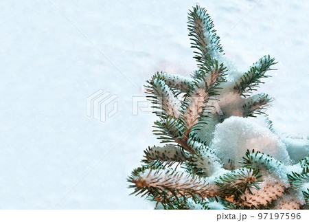 fir branch covered with snow as background. Pine branches in the frost. Christmas minimal concept. Merry Christmas and Happy New Year Holidays greeting card, frame, banner, cover, mockup fir branch covered with snow as background. Pine branches in the frost. Christmas minimal concept. Merry Christmas and Happy New Year Holidays greeting card, frame, banner, cover, mockup 97197596