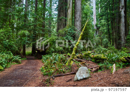 Walking path through majestic forest Walking path through majestic forest 97197597