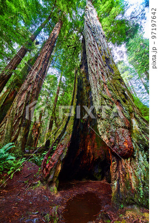 View looking up and into ancient hollowed out Redwood tree in California View looking up and into ancient hollowed out Redwood tree in California 97197642