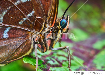 Macro of face on brown Owl Butterfly Macro of face on brown Owl Butterfly 97197725