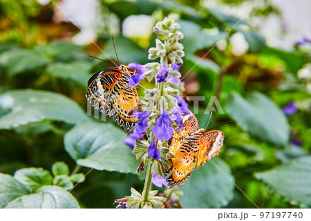 Pair of Red Lacewing butterflies sharing a purple flower 97197740