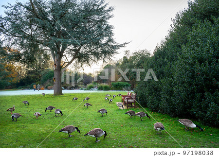 Canada geese in a park in this winter scene. A cold winter's day in Kelsey Park, Beckenham, Kent, UK. Canada goose (Branta canadensis). Canada geese in a park in this winter scene. A cold winter's day in Kelsey Park, Beckenham, Kent, UK. Canada goose (Branta canadensis). 97198038