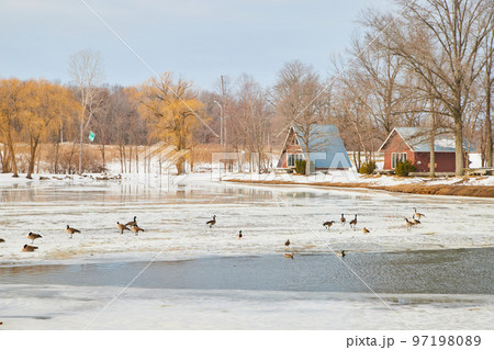 Frozen lake with geese surrounded by cabins Frozen lake with geese surrounded by cabins 97198089