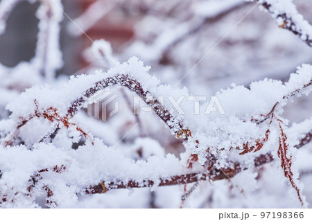 Macro of snowflakes on small branches 97198366