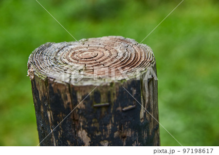 Blurred green grass and ripples of age in a tree stump Blurred green grass and ripples of age in a tree stump 97198617