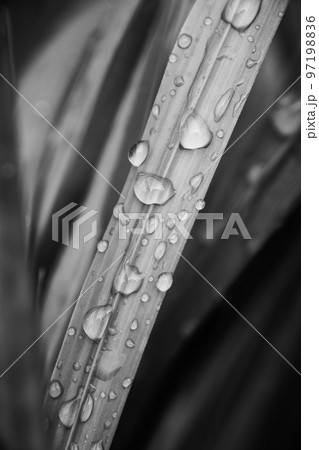 Black and white blade of grass with drops of water Black and white blade of grass with drops of water 97198836