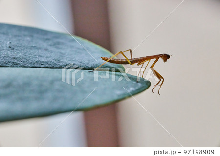 Tiny pray mantis baby on green leaf Tiny pray mantis baby on green leaf 97198909