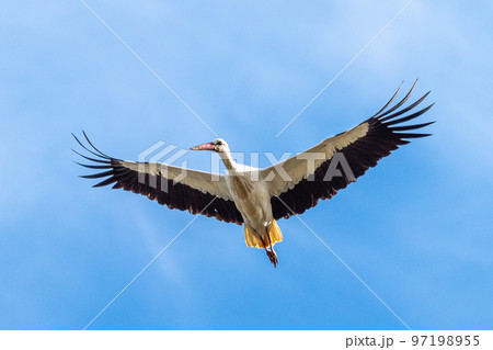 European white stork, Ciconia ciconia flying at Los Barruecos, Malpartida de Caceres, Extremadura, Spain. 97198955
