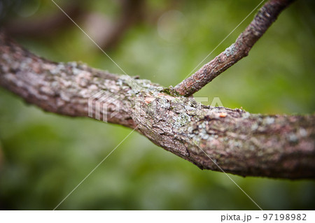 Close up of a brown twig against a green background Close up of a brown twig against a green background 97198982