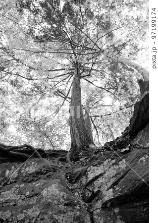 Black and white worm's eye view of a tree 97199174