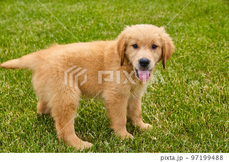 Brown golden retriever puppy panting in green grass 97199488
