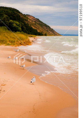 White gulls line the shoreline of a sandy beach and watch the waves with a mountain in the background White gulls line the shoreline of a sandy beach and watch the waves with a mountain in the background 97199510
