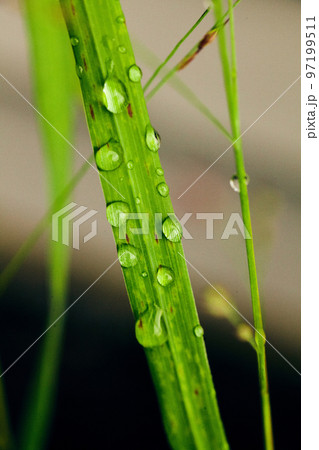 Grass plant with tiny drops of dew water Grass plant with tiny drops of dew water 97199511