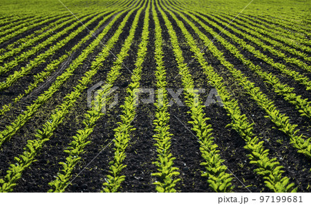 Young fresh beet leaves. Beetroot plants growing in a row on agricultural field. Young sugar beet plants in converging long lines growing in the recently cultivated soil. 97199681