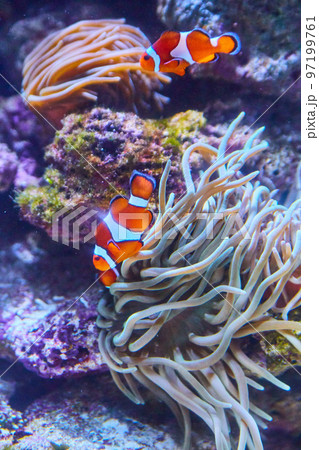 Clownfish orange and white stripped fish in aquarium 97199761