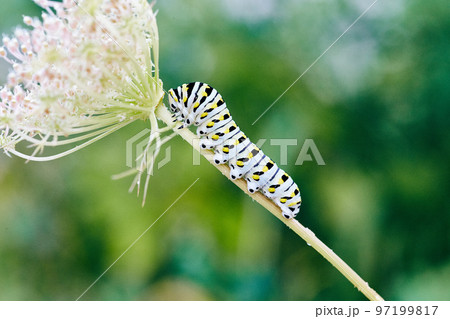 White, yellow, and black stripped caterpillar climbing stem of white flower White, yellow, and black stripped caterpillar climbing stem of white flower 97199817