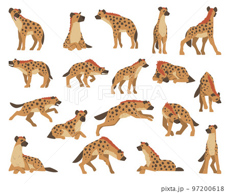 Hyenas as Carnivore Mammal with Spotted Coat and Rounded Ears Big Vector Set 97200618
