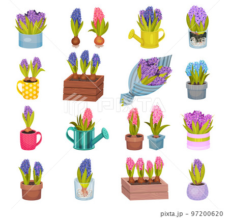 Beautiful Hyacinth Flowers as Colorful Spring Blooming Bulbous Plants Big Vector Set Beautiful Hyacinth Flowers as Colorful Spring Blooming Bulbous Plants Big Vector Set 97200620