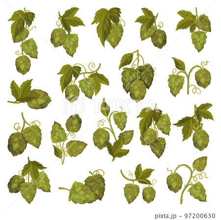 Fresh Hop Plants with Cones and Green Leaves Big Vector Set 97200630