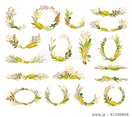 Agricultural Composition with Different Spikelet and Grain Crop Like Corn and Wheatear Big Vector Set Agricultural Composition with Different Spikelet and Grain Crop Like Corn and Wheatear Big Vector Set 97200668