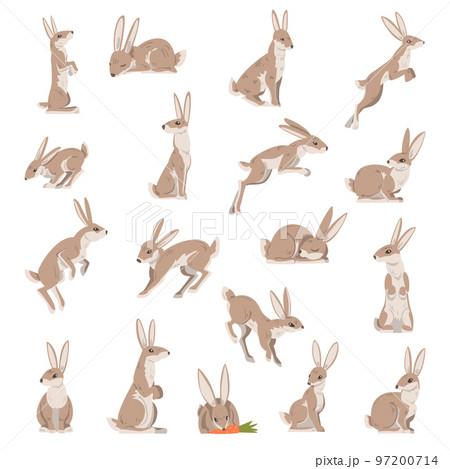 Hares and Jackrabbits as Swift Animal with Long Ears and Grayish Brown Coat Big Vector Set Hares and Jackrabbits as Swift Animal with Long Ears and Grayish Brown Coat Big Vector Set 97200714