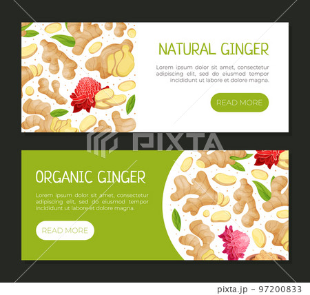 Organic Ginger Design with Root and Blooming Flower Vector Template 97200833