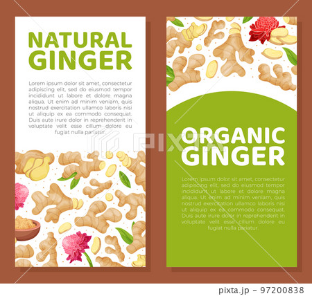 Organic Ginger Design with Root and Blooming Flower Vector Template 97200838