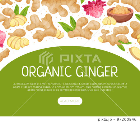Organic Ginger Design with Root and Blooming Flower Vector Template Organic Ginger Design with Root and Blooming Flower Vector Template 97200846