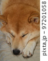 寝る柴犬 97201058