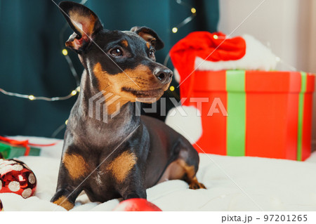 Portrait of funny dog miniature pinscher playing with Christmas ball around gift boxes 97201265