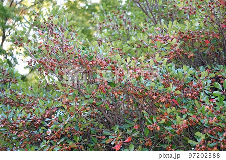 熟して裂けたモッコクの実・2022年10月 97202388