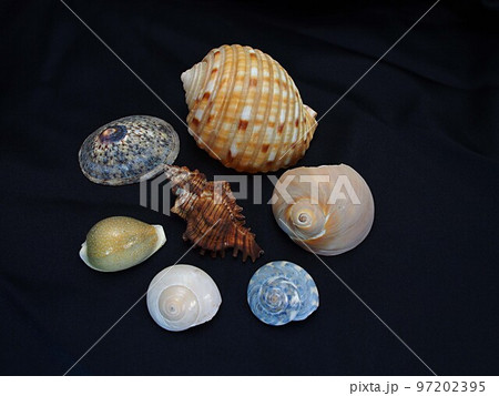 遠州浜の貝殻 遠州浜の貝殻 97202395