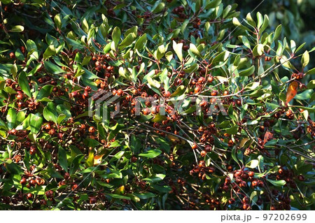 熟して裂けたモッコクの実・2022年11月 熟して裂けたモッコクの実・2022年11月 97202699